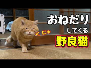 カリカリ 置いてるのに…【野良猫】