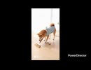 犬の動画