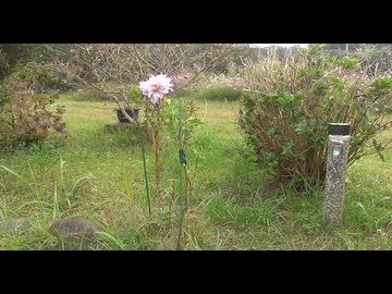 花とオッサン