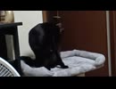 キャットタワーで毛づくろいするこま