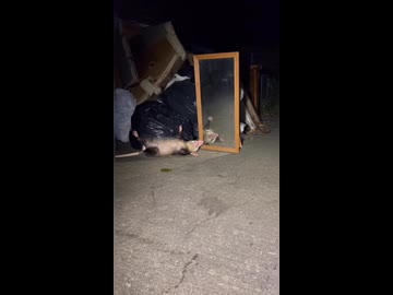 ホモと見る鏡で自分を見て死んだふりするオポッサム