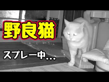 久しぶりに やりやがった【野良猫】