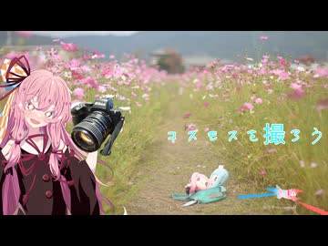 【VOICEROID旅行】なつぞらcontrail　#9 コスモスを撮ろう