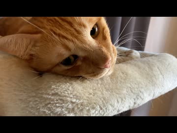 たぬき寝入り