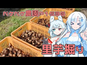 2025年11月6日　農作業日誌P1536　日曜日用の里芋掘りを頑張る