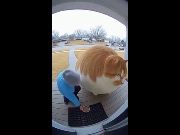 ホモと見るデブネコ