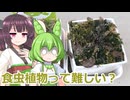 【観葉植物】センペラーも観葉植物を育てたい#3勢いでお迎えした食虫植物のその後の様子【ソフトウェアトーク劇場】