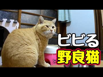 黒色 怖がるから買ったのに…【野良猫】