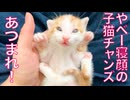 しあわせの準備万端！やべー寝顔の子猫たち