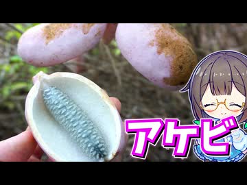 秋の味覚"アケビ"は実も皮も食べられる！