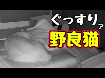 ナワバリ管理で疲れた様です…【野良猫】