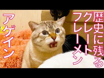 多頭崩壊からのレスキュー猫、歴史に残るフレーメンを見せる