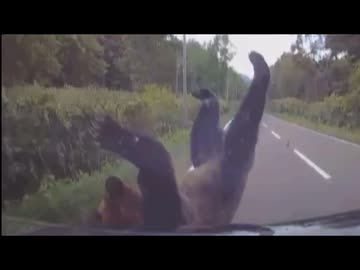 ホモと見る北海道のドラレコに映った巨大な熊たち
