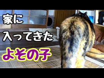 とうとう 乗り込んで来た【よその子】【野良猫】