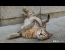 先輩猫にちょっかいを出す後輩猫たち