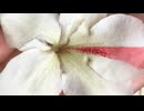 オリジナルボカロ Yumi-Heartbeat-Gradient