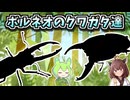 【クワガタ飼育】密かに飼育していたクワガタが羽化してきました#3