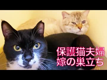多頭崩壊からの保護猫夫婦、嫁猫が幸せをつかむ