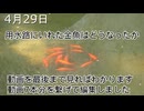 コンクリートの用水路に金魚をいれました（2020年4月29日から2021年9月7日）