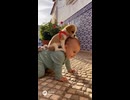 Baby and Dog ! #shorts #youtubeshorts #baby #dog #babyanddog #dogandbaby #smile