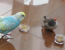 餌を少し食べた後アスレチックに走るインコ キンカチョウも映る2025年11月10日