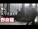 今日は お前か…【野良猫】
