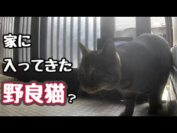 今日は お前か…【野良猫】