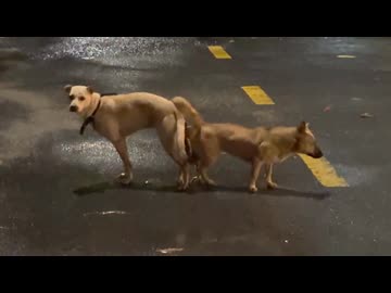 ホモと見る下半身が繋がって取れなくなる犬