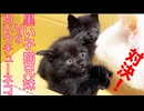 対決！黒いイモ子猫vs白いウチューネコ