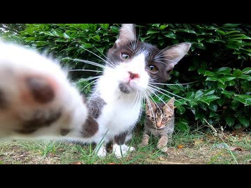 【尊い】最初ビビってた野良子猫たちが、気づいたらデレデレになってた件【癒し注意】