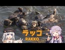 ゆかりとあかりの生き物帳【ラッコ】