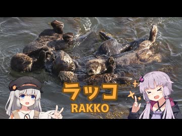 ゆかりとあかりの生き物帳【ラッコ】