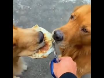 ホモと見る理不尽な扱いで死にたくなる犬