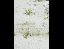 擬態