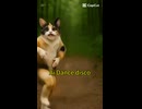 Disco曲にノリノリな猫