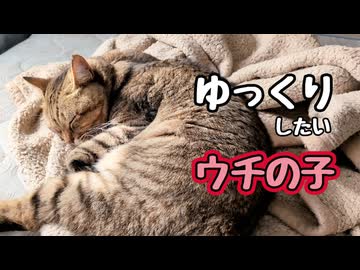 訪問者（猫）容赦なし…【野良猫】
