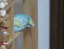 いつもと違う場所でこするインコ→エサを食べるキンカチョウ→カキカキ＋毛繕いするインコ2025年11月11日