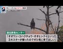 ニュース番組　山本山 オオワシ　史上最速で飛来　29年目