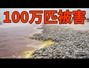 100万匹を殺した有毒藻類が世界を脅かしている！！【生物解説】
