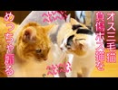 オス三毛猫、怪我したボス猫をめっちゃ煽る