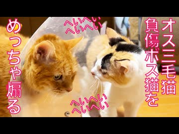オス三毛猫、怪我したボス猫をめっちゃ煽る