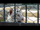 【東武動物公園】ハク君ののんびりタイム【スローモーション】