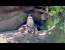【伊豆シャボテン動物公園】換羽中の親子【ケープペンギン】