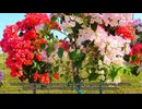 Beltran's Nursery & Landscape in Punta Gorda