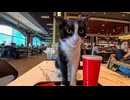 ショッピングモールのフードコートで食事していたら猫がやってきた