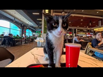 ショッピングモールのフードコートで食事していたら猫がやってきた
