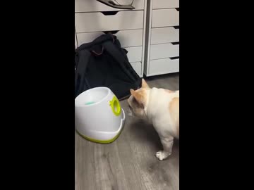 ホモと見る自動ボール投げ機の仕組みを理解していない犬