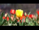 Yellow tulips swaying in the wind. 越智夏音