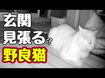 見張ってくれるのは いいんですけどね…【野良猫】