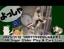 【#朝活】2025/11/12 7時のフクモモ部屋んぽ&お世話 / 7 AM Sugar Glider Play & Care Live #おはモモンガ  #sugarglider #フクロモモンガ